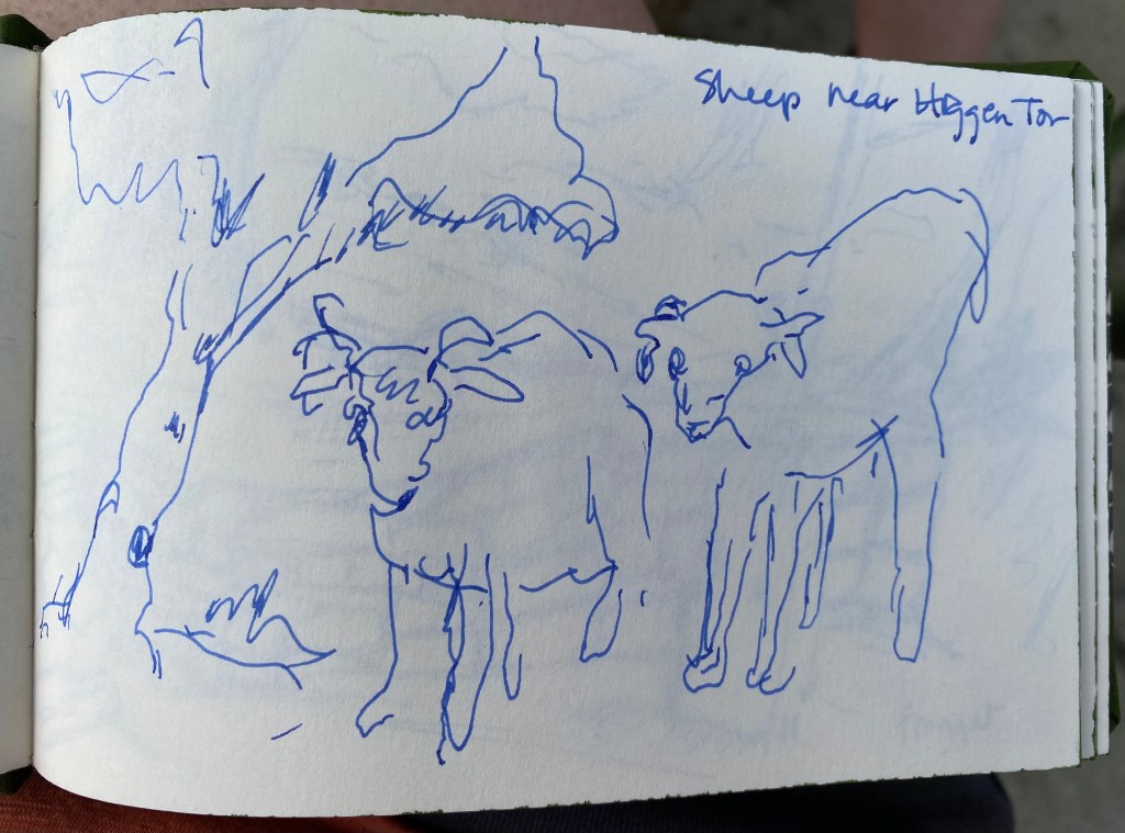 Sketch of sheep.