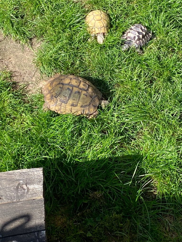Three turtles in a garden.